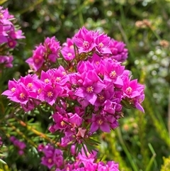 Boronia falcifolia (Wallum Boronia) at Wooli, NSW - 11 Sep 2024 by Tapirlord