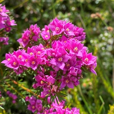 Boronia falcifolia (Wallum Boronia) at Wooli, NSW - 11 Sep 2024 by Tapirlord