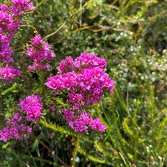 Boronia falcifolia at Wooli, NSW - 11 Sep 2024 11:00 AM