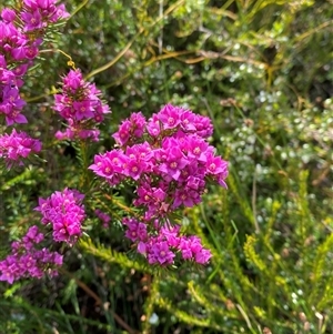 Boronia falcifolia at Wooli, NSW - 11 Sep 2024 11:00 AM