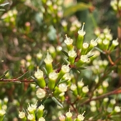 Homoranthus virgatus (Twiggy Homoranthus) at Wooli, NSW - 11 Sep 2024 by Tapirlord