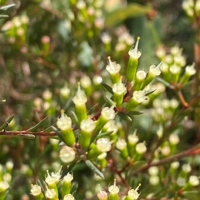 Homoranthus virgatus (Twiggy Homoranthus) at Wooli, NSW - 11 Sep 2024 by Tapirlord