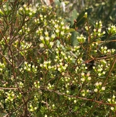 Homoranthus virgatus at Wooli, NSW - 11 Sep 2024 10:59 AM