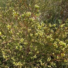 Homoranthus virgatus at Wooli, NSW - 11 Sep 2024 10:59 AM