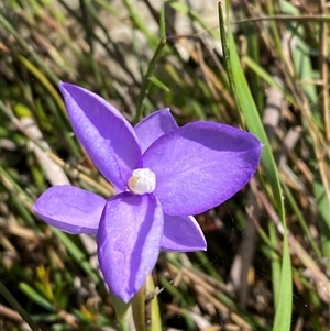 Patersonia fragilis at Wooli, NSW - 11 Sep 2024 10:58 AM