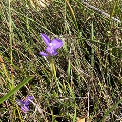 Patersonia fragilis at Wooli, NSW - 11 Sep 2024 10:58 AM