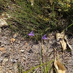 Patersonia fragilis at Wooli, NSW - 11 Sep 2024 10:58 AM