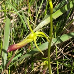 Cryptostylis subulata (Cow Orchid) at Wooli, NSW - 11 Sep 2024 by Tapirlord