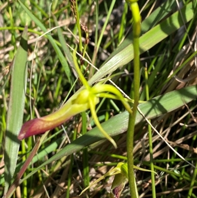 Cryptostylis subulata (Cow Orchid) at Wooli, NSW - 11 Sep 2024 by Tapirlord