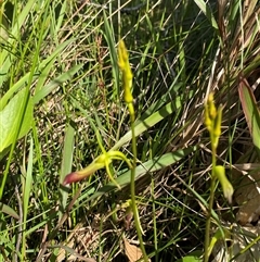 Cryptostylis subulata at Wooli, NSW - suppressed