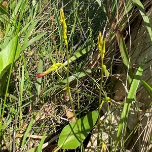 Cryptostylis subulata at Wooli, NSW - suppressed