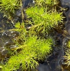 Myriophyllum sp. at Wooli, NSW - 11 Sep 2024 by Tapirlord