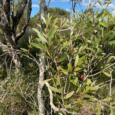 Melaleuca quinquenervia (Paperbark Tea Tree, Broad-Leaved Paperbark) at Wooli, NSW - 11 Sep 2024 by Tapirlord