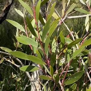 Melaleuca quinquenervia at Wooli, NSW - 11 Sep 2024 10:54 AM
