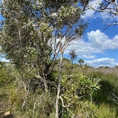 Melaleuca quinquenervia at Wooli, NSW - 11 Sep 2024 10:54 AM