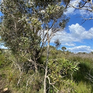 Melaleuca quinquenervia at Wooli, NSW - 11 Sep 2024 10:54 AM