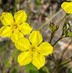 Liparophyllum exaltatum (Erect Marshflower) at Wooli, NSW - 11 Sep 2024 by Tapirlord