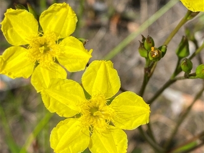 Liparophyllum exaltatum (Erect Marshflower) at Wooli, NSW - 11 Sep 2024 by Tapirlord