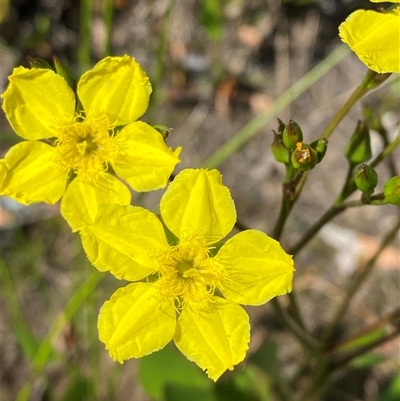 Liparophyllum exaltatum (Erect Marshflower) at Wooli, NSW - 11 Sep 2024 by Tapirlord