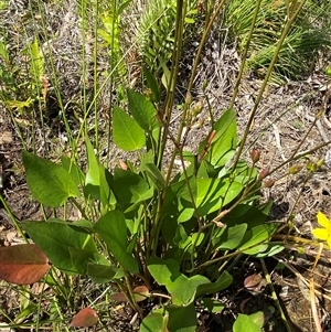 Liparophyllum exaltatum at Wooli, NSW - 11 Sep 2024 10:54 AM