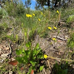 Liparophyllum exaltatum at Wooli, NSW - 11 Sep 2024 10:54 AM