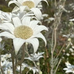 Actinotus helianthi (Flannel Flower) at Wooli, NSW - 11 Sep 2024 by Tapirlord