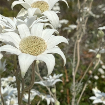 Actinotus helianthi (Flannel Flower) at Wooli, NSW - 11 Sep 2024 by Tapirlord