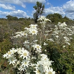 Actinotus helianthi at Wooli, NSW - suppressed