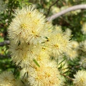 Melaleuca nodosa at Wooli, NSW - 11 Sep 2024 by Tapirlord