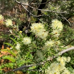 Melaleuca nodosa at Wooli, NSW - 11 Sep 2024 10:50 AM