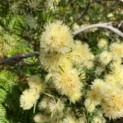 Melaleuca nodosa at Wooli, NSW - 11 Sep 2024 10:50 AM