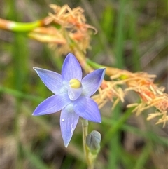 Thelymitra pauciflora at Wooli, NSW - 11 Sep 2024 by Tapirlord