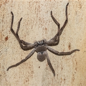 Isopeda or Isopedella sp. (genus) (Huntsman) at Higgins, ACT - 12 Feb 2025 by AlisonMilton