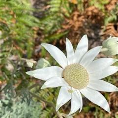 Actinotus helianthi (Flannel Flower) at Wooli, NSW - 11 Sep 2024 by Tapirlord