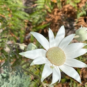 Actinotus helianthi at Wooli, NSW - suppressed