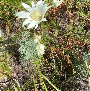 Actinotus helianthi at Wooli, NSW - suppressed