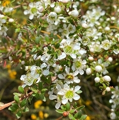 Leptospermum polygalifolium subsp. cismontanum (Tantoon) at Wooli, NSW - 11 Sep 2024 by Tapirlord