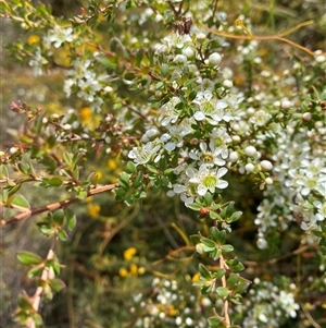 Leptospermum polygalifolium subsp. cismontanum at Wooli, NSW - 11 Sep 2024 10:46 AM