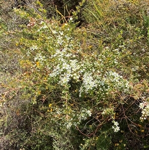 Leptospermum polygalifolium subsp. cismontanum at Wooli, NSW - 11 Sep 2024 10:46 AM