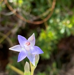 Thelymitra sp. at Wooli, NSW - 11 Sep 2024 by Tapirlord