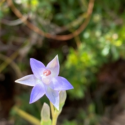 Thelymitra sp. at Wooli, NSW - 11 Sep 2024 by Tapirlord