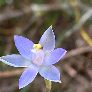 Thelymitra peniculata at Wooli, NSW - suppressed