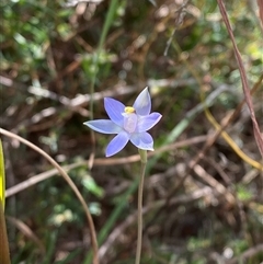 Thelymitra peniculata at Wooli, NSW - suppressed