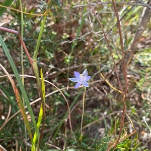 Thelymitra peniculata at Wooli, NSW - suppressed