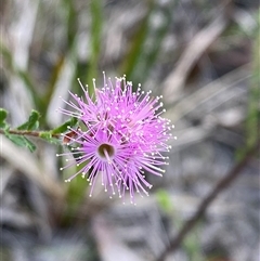 Kunzea capitata (Pink Kunzea) at Wooli, NSW - 11 Sep 2024 by Tapirlord