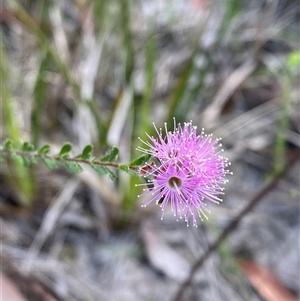 Kunzea capitata at Wooli, NSW - suppressed