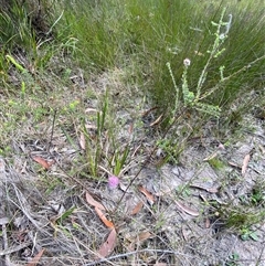 Kunzea capitata at Wooli, NSW - suppressed