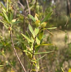 Styphelia viridis subsp. breviflora (Green Five-Corners) at Wooli, NSW - 11 Sep 2024 by Tapirlord