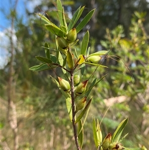 Styphelia viridis subsp. breviflora at Wooli, NSW - 11 Sep 2024 10:00 AM