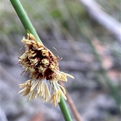 Chorizandra cymbaria (Heron-Bristle Rush) at Wooli, NSW - 11 Sep 2024 by Tapirlord